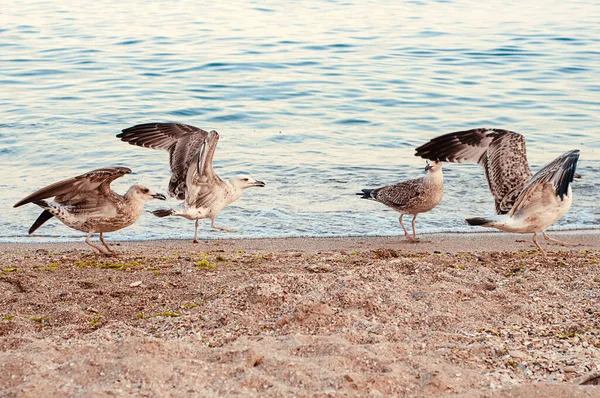 This photo depicts image of Seagulls and cormorants on the sea beach. Wild gulls and gulls on the seashore of the beach catch shrimp on the shore for food and fight for food.