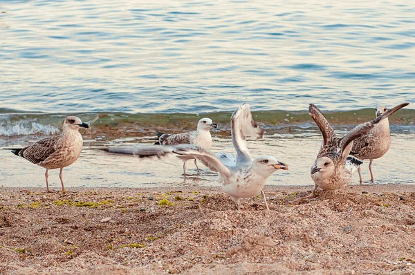 This photo depicts image of Seagulls and cormorants on the sea beach. Wild gulls and gulls on the seashore of the beach catch shrimp on the shore for food and fight for food.