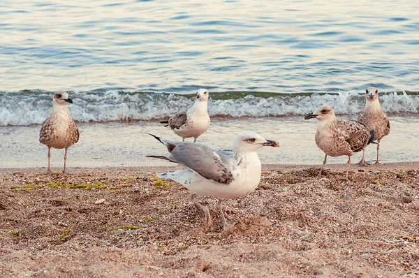 这张照片描绘了海鸥和海象在海滩上的形象 海滩上的野生海鸥和海鸥在岸上捕虾觅食 — 图库照片