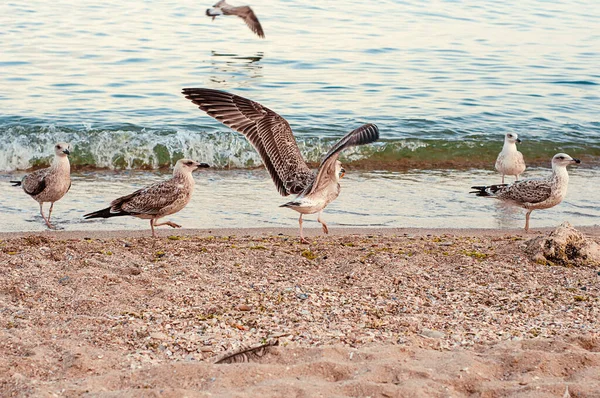 This photo depicts image of Seagulls and cormorants on the sea beach. Wild gulls and gulls on the seashore of the beach catch shrimp on the shore for food and fight for food.