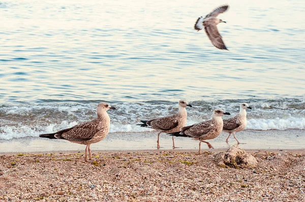 This photo depicts image of Seagulls and cormorants on the sea beach. Wild gulls and gulls on the seashore of the beach catch shrimp on the shore for food and fight for food.