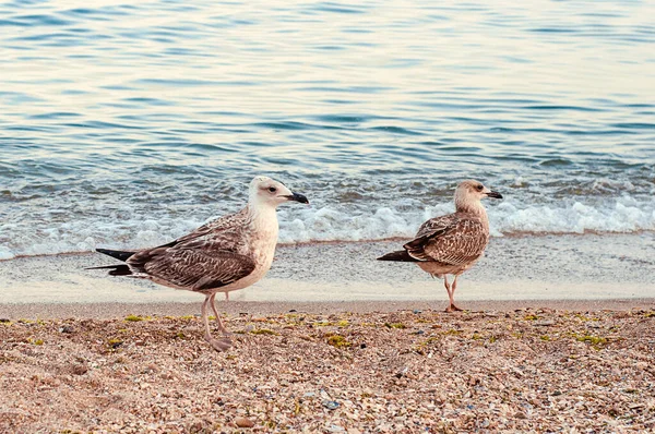 This photo depicts image of Seagulls and cormorants on the sea beach. Wild gulls and gulls on the seashore of the beach catch shrimp on the shore for food and fight for food.