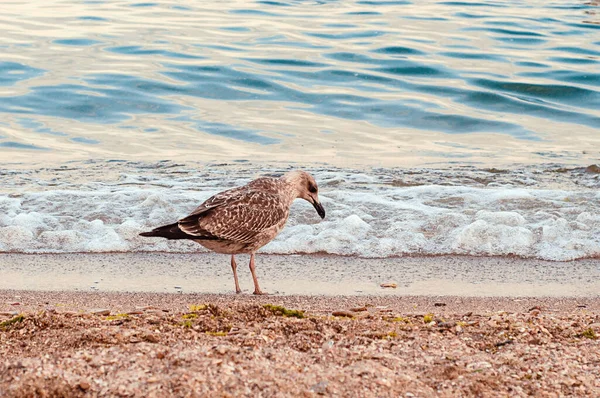 Photo Depicts Image Seagulls Cormorants Sea Beach Wild Gulls Gulls — 스톡 사진