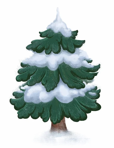 Ladin. Noel ağacı. (Beyaz bir arka plan üzerinde)