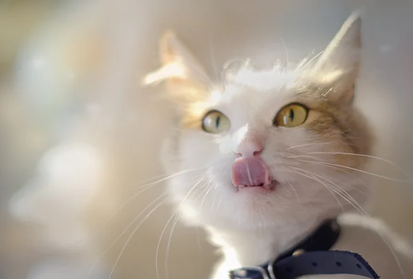 Nefis! (Güneş kedi.)