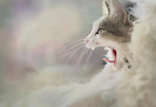 Доброе утро.! ! ! — стоковое фото