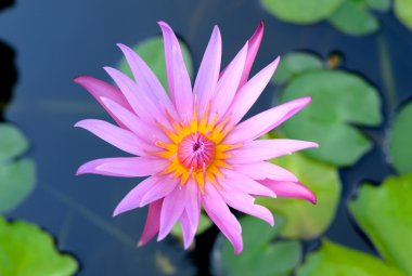 pembe nilüfer. Nenuphar