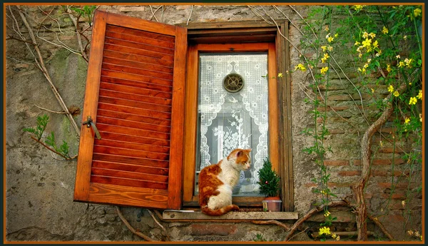 bir pencere, güneş kırmızı kedi.