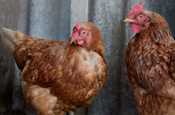 gri bir arka plan üzerinde tavuk