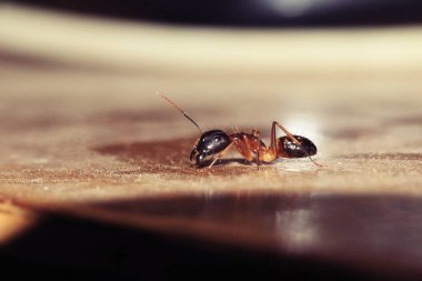 Siyah ve Kırmızı Weaver Karınca 'nın seçici odak noktasının makro çekimi..