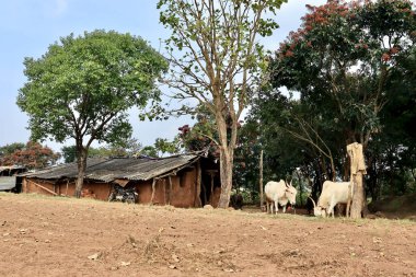 Güney Hindistan 'da köy manzarası. Kakati, Belgaum ya da Belagavi, Karnataka, Hindistan yakınlarında bir çiftlik arazisi varsa ortada bir köy evi..