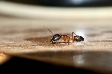 Siyah ve Kırmızı Weaver Karınca 'nın seçici odak noktasının makro çekimi..