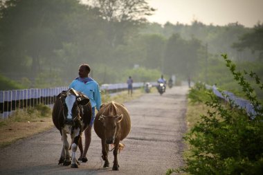 Davangere, Karnataka, Hindistan - 17 Ocak 2021: İneklerle (ineklerle veya sığırlarla) yürüyen bir yerli köylünün güzel yatay portresi).