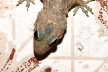 Bir duvar kertenkelesinin seçici odağı. Odaklanma gözlerde..