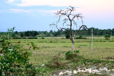 Çiftlik topraklarının ortasında yalnız bir ağaç.