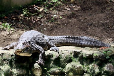 The selective focus of a crocodile at Bannerghatta National Park, Bangalore or Bengaluru, Karnataka, India.