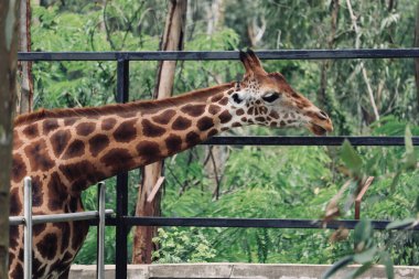 The selective focus of a Giraffe at Bannerghatta National Park, Bengaluru, Karnataka, India.
