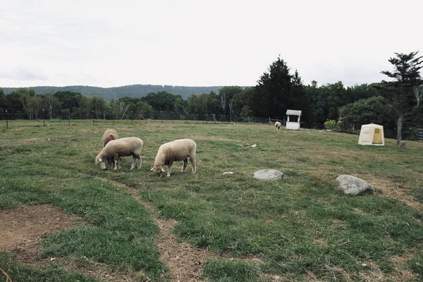 Fokus Selektif Dari Domba Sebuah Peternakan Vermont Amerika Serikat — Stok Foto