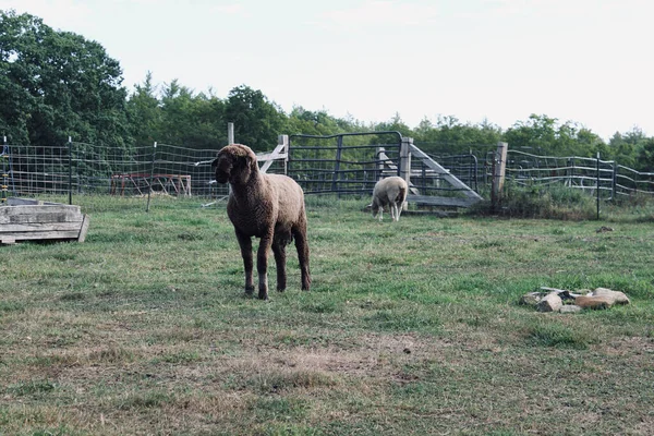 Selective Focus Sheep Farm Vermont Usa — стоковое фото