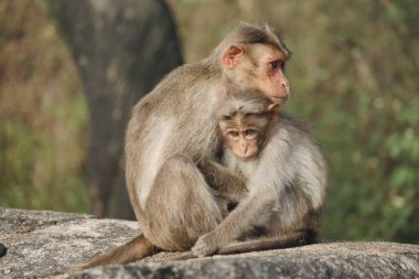 Bebek Rhesus Macaque maymunu Nandi Hills, Bangalore ya da Bengaluru, Karnataka, Hindistan 'da annesine sarılıyor..