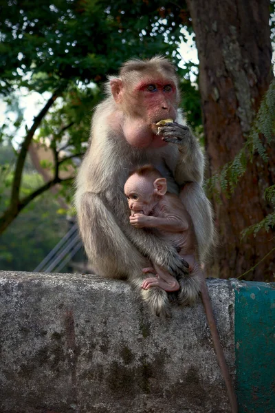 赤ん坊のアカゲザルは インドのカルナータカ州ナンディヒルズ バンガロールまたはベンガルールで母親を抱きしめています ストック写真