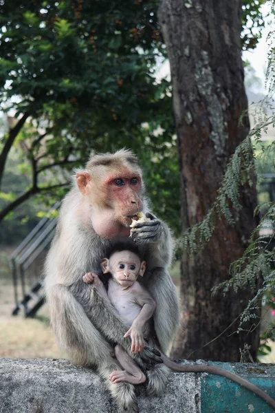 赤ん坊のアカゲザルは インドのカルナータカ州ナンディヒルズ バンガロールまたはベンガルールで母親を抱きしめています ロイヤリティフリーのストック画像