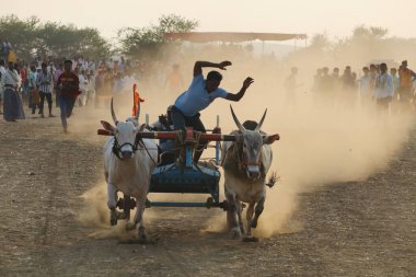 Laxmeshwar, Gadag, Karnataka, Hindistan - 22 Şubat 2022: Bir Bullock Cart Sprint yarışmasında bir sürücü boğaları galibiyet çizgisine götürecek. Hızlı hareket etkisinden dolayı bulanık etki olabilir..