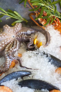 taze deniz ürünleri