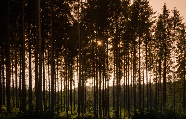 Oekraïne, Karpaten, sunset bomen — Stockfoto