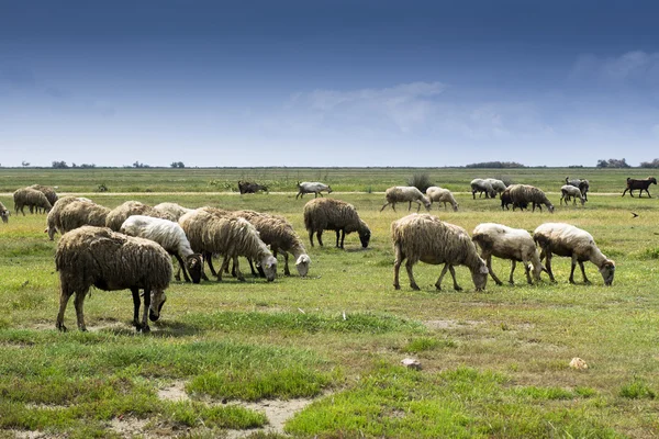 kırsal kesimde koyun sürüsü