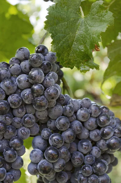 Red grapes on the vine — Stock Photo, Image