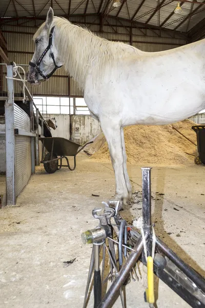 Farrier. —  Fotos de Stock