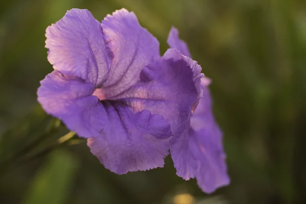 Lila Kukka — kuvapankkivalokuva
