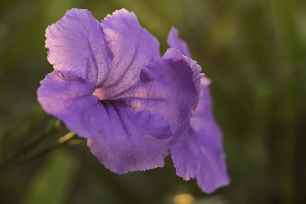 Lilac flower — Stock Photo, Image