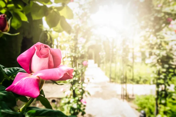 Roze roos in de voorgrond en tuin in achtergrond. — Stockfoto