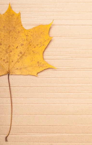 Maple leaf on cardboard background. Stock Photo