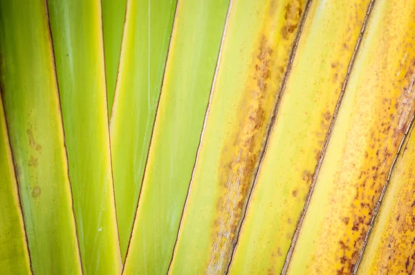 Primer plano de la hoja de palma seca como fondo abstracto . —  Fotos de Stock