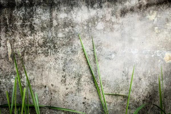 Antiguo muro de piedra oscura de la construcción con hierba verde . — Foto de Stock