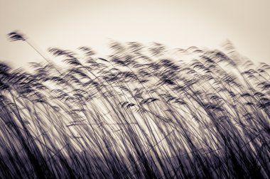 Many cane stems in motion against light sky. clipart