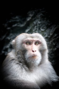 Portrait of cute little monkey with serious face. clipart