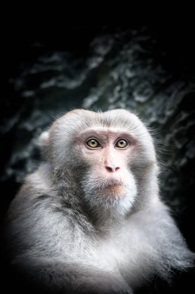 Porträt des niedlichen kleinen Affen mit ernstem Gesicht. — Stockfoto