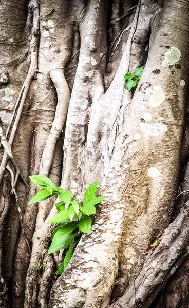 Germoglio giovane che cresce attraverso radici di albero vecchio . — Foto Stock