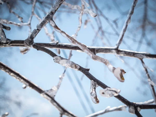 Árbol de invierno ramas con hielo puro en ellos . —  Fotos de Stock