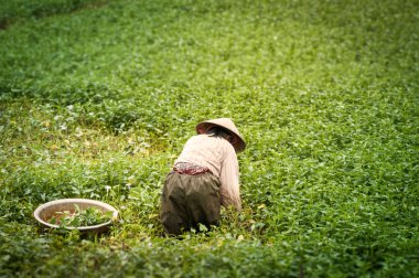 pirinç plantasyon çalışan kişi