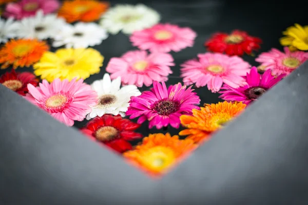 Multicolored flowers in water — Stock Photo, Image