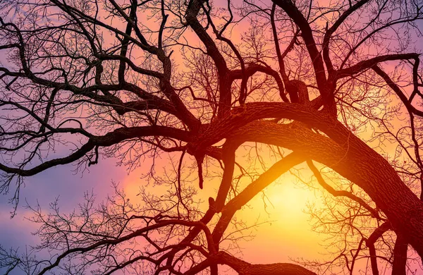 Kış batımı, güneş ağaç dallarının arkasında yapraksız parlıyor.