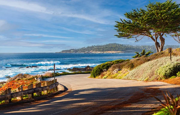 Träd Kusten Med Havet Bakgrunden Kalifornien Förenta Staterna — Stockfoto