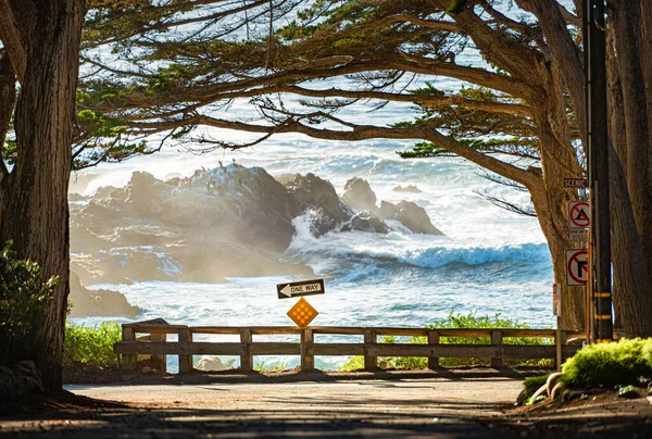 Δέντρα Στην Ακτή Φόντο Τον Ωκεανό Καλιφόρνια Ηνωμένες Πολιτείες Αμερικής — Φωτογραφία Αρχείου
