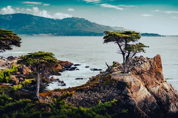 Tree Rocks Ocean Background California Stany Zjednoczone Ameryki Zdjęcia Stockowe bez tantiem
