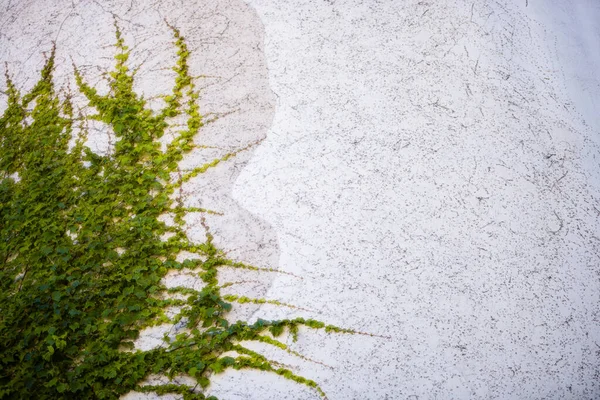 绿色植物攀爬美利坚合众国圣巴巴拉县旧教堂的水平墙 — 图库照片